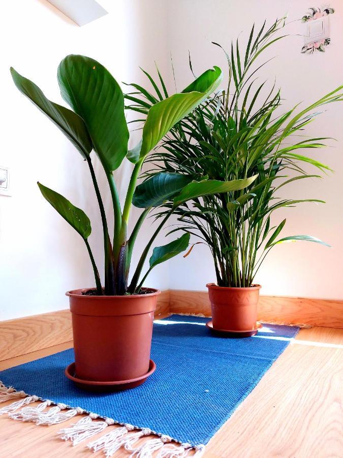 Appartement Casa Ledù - Sunny In Fuerteventura *